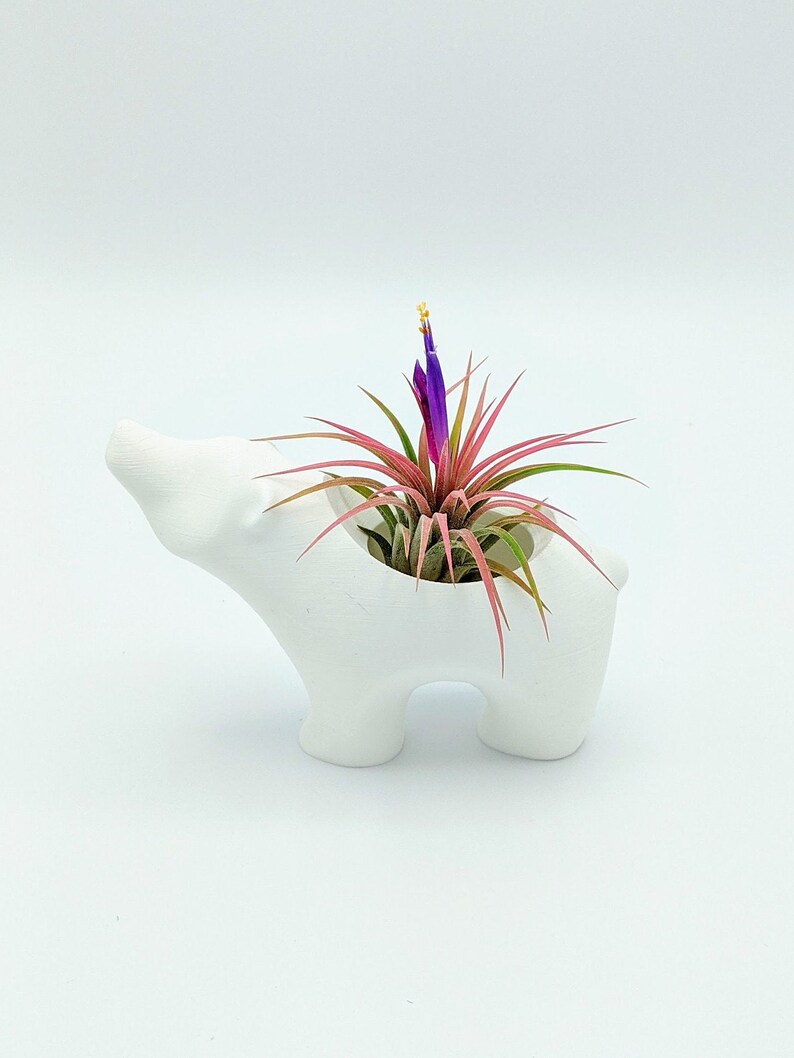 Polar bear Planter, air plant holder, indoor planter, Succulent decor, nursery decor, 3d Printed, Succulents, Air plants, planter Bild 5