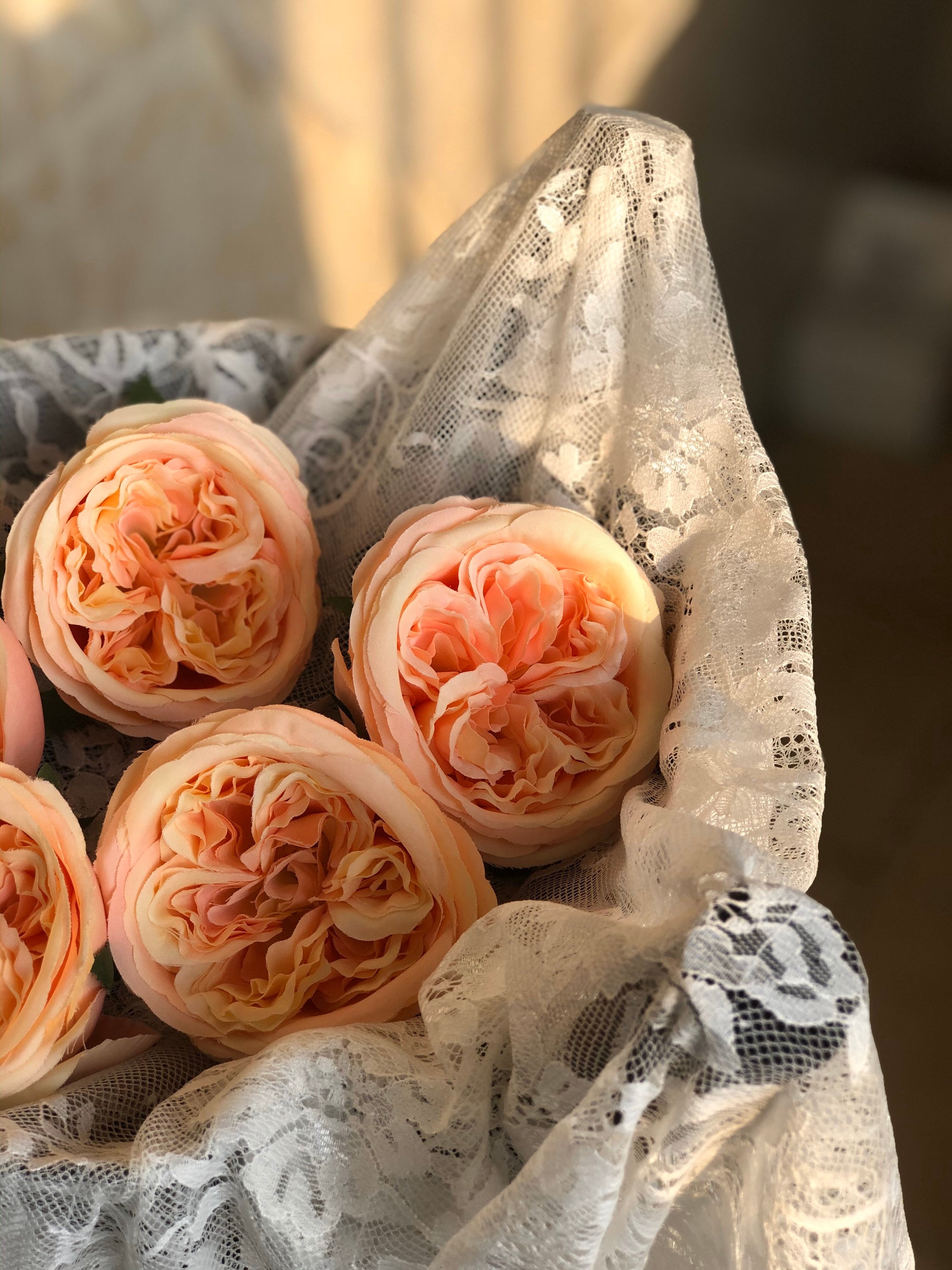 10pcs Cabbage Rose, High Quality Peach Cabbage Roses Austin Silk