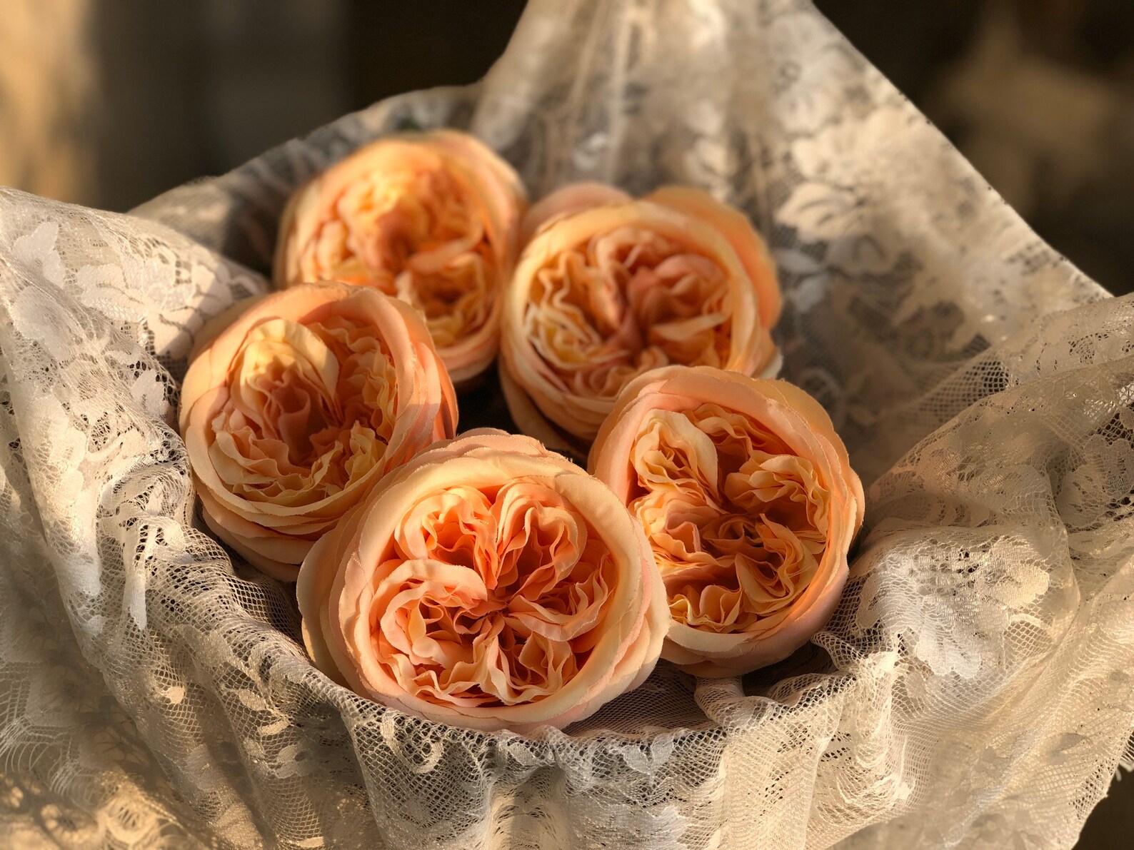 10pcs Cabbage Rose, High Quality Peach Cabbage Roses Austin Silk Rose ...