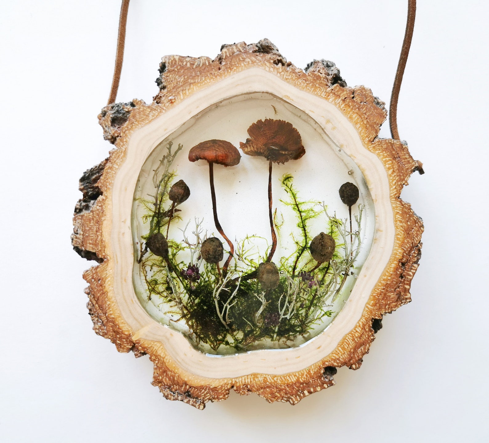 Mushroom Wall Hanging Pressed Mushrooms Real Mushroom Decor Etsy