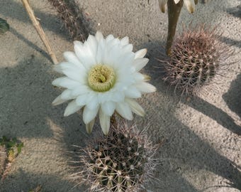 Echinopsis leucantha JN404 - 20 SEMI