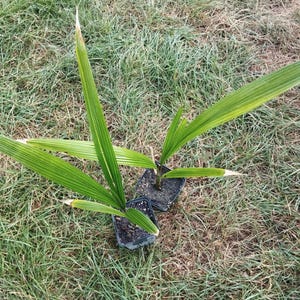 Syagrus romanzoffiana &#39;Litoralis&#39; (sylver queen palm)