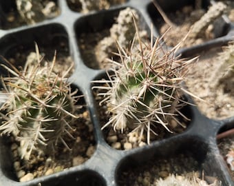 Austrocactus philippii ROS792