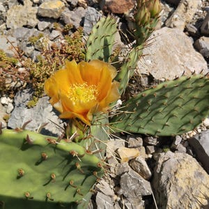 Opuntia mackensenii DJF1298 - 1x stek - WINTERHARDE CACTUS