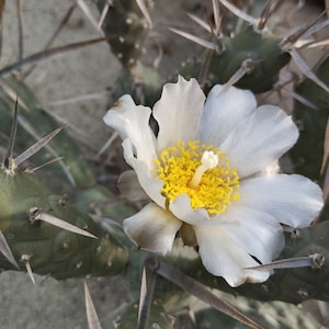 Tephrocactus articulatus (brown spined form) - 1x cutting - COLD HARDY CACTUS