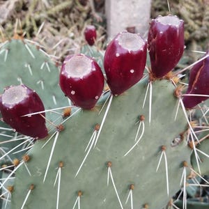Opuntia engelmannii - 1x stek - WINTER HARDY CACTUS