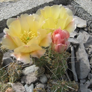 Opuntia polyacantha var. arenaria - 2x stek - KOUDE CACTUS