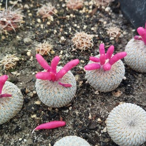 Pode incluir: Vários cactos pequenos, redondos e brancos com espinhos densos e finos estão plantados em solo escuro. Alguns destes cactos apresentam crescimentos cor-de-rosa vibrantes em forma de dedos, enquanto outros permanecem redondos e brancos.