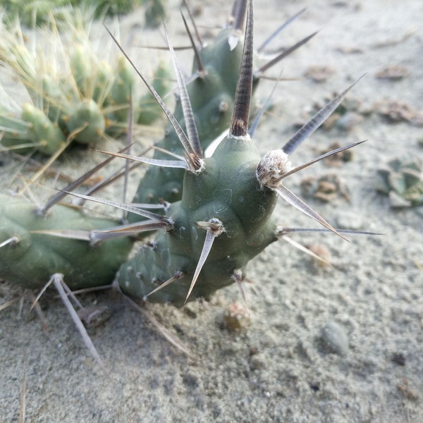 Tephrocactus articulatus (brown spined form) - 1x cutting - COLD HARDY CACTUS