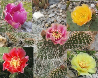 Opuntia Mischung winterharte Freiland Kakteen verschiedene Arten 100 Samen  - Etsy.de