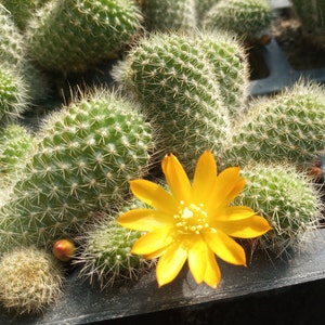 Rebutia fabrisii var. aureiflora PLANTA DE CACTO