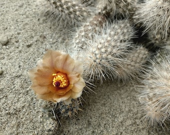Pterocactus valentini DJF225 - 1 esqueje