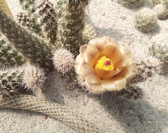 Pterocactus fischeri KP164 - 1 talea