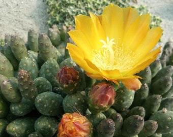Maihueniopsis ovata (Tephrocactus ovatus) RH2199A - 2x boutures