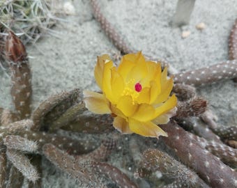 Pterocactus megliolii JN470 - 1 talea