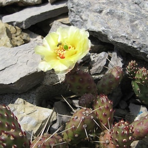 Opuntia fragilis f. denudata - 2 stekken - WINTER HARDY CACTUS