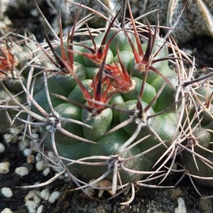 Op de afbeelding: Close-up van een groene cactus met scherpe, witte stekels en rode punten. De cactus heeft een ronde vorm en is omgeven door kleine kiezels. De afbeelding benadrukt de textuur en details van de plant.