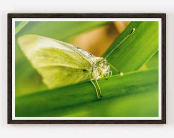 Yellow moth resting on a single leaf blade | Fine Art Photo Print | Photography | Wall Decor.