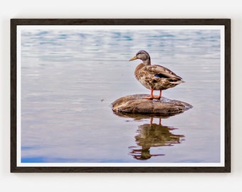 Duck stands idle on a tiny stone island Photography Print Nature Wall Art Fine Art Wildlife Photography Poster Bird Photo Home Decor