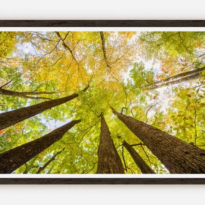 Vibrant autumn foliage in Allegheny national forest Photography Wall Decor