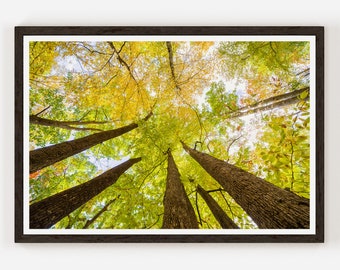Vibrant autumn foliage in Allegheny national forest Photography Wall Decor