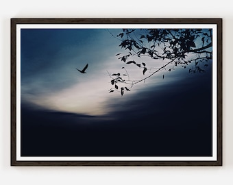 Night Landscape Flying Bird Photography Nature Trees Sky Blue Dark Image Fine Art Photo Print Wall Decor.