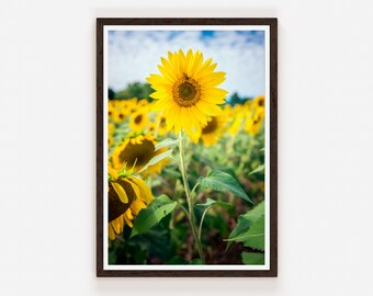 Beautiful Sunflowers Blooming on the Field. Growing Yellow Flowers Sunflower Photo Prints Floral Bedroom Floral Bathroom Wall Art Decor.