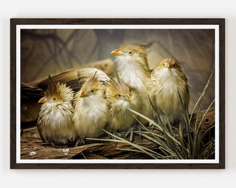 Bird Family on a Log Fine Art Photo Print | Photography | Bird Wall Decor.