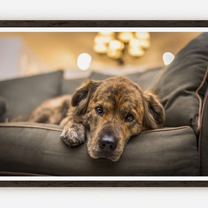 Sad Dog Fine Art Photo Print | Photography | Wall Decor.