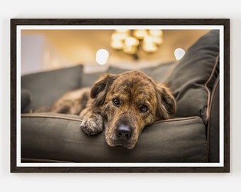 Sad Dog Fine Art Photo Print | Photography | Wall Decor.