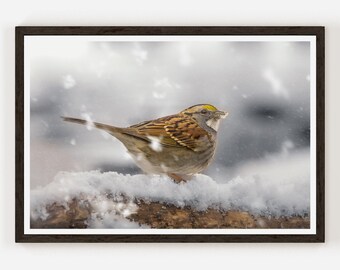 Warm Spring Sparrow Photograph, Sparrow Bird Photo taken in NY Central Park