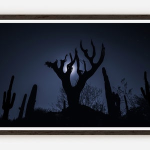 Kaktus Silhouette Fine Art Fotodruck | Arizona Fotografie | Wanddekoration.