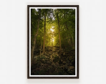 Deep Forest | Patapsco Valley State Park Ellicott City, Maryland.