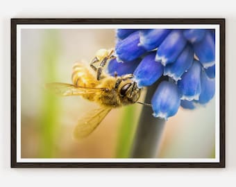 Bee on a Flower Macro Flower Print Photo Nature Photography Botanical Photography Color Photography Luster Print, Wall Art