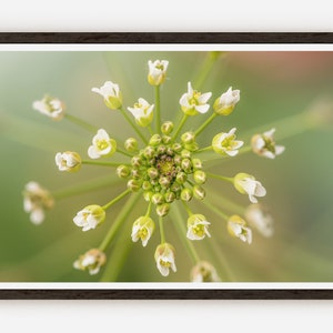 Flower Fine Art Photo Print | Photography | Wall Decor.