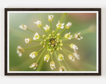 Flower Fine Art Photo Print | Photography | Wall Decor.