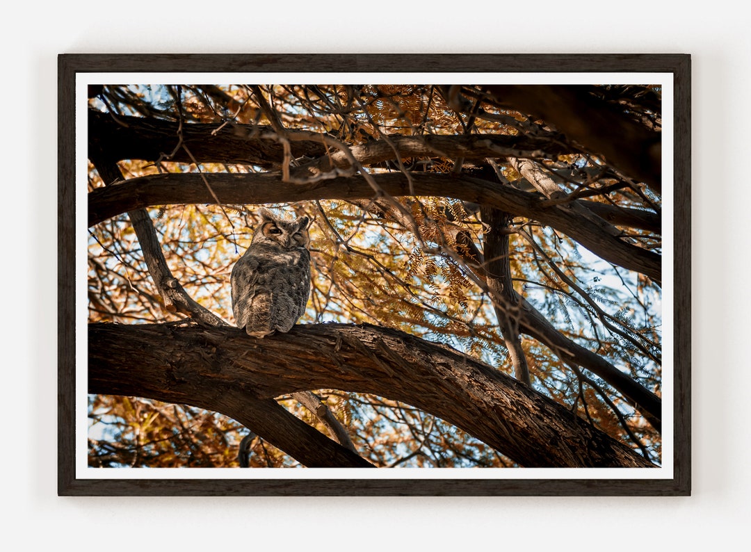 Great Horned Owl Nature Photography Owl Print Wildlife Wall Art Owl ...