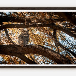 Great Horned Owl Nature Photography Owl Print Wildlife Wall Art Owl Photo Great Horned Owl Print Nature Print