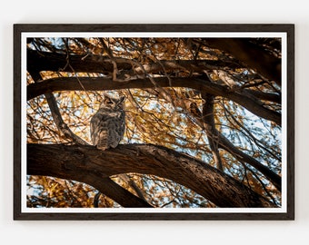 May include: A brown and gray owl perched on a branch of a tree with yellow leaves. The owl is looking to the right of the frame.