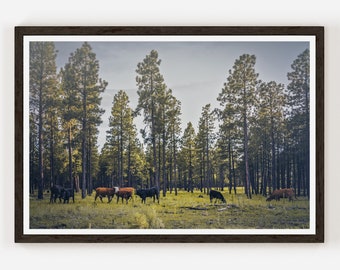 Cows grazing on the open range at Arizona's A1 Mountain Roads Grassland with Grazing Cows Animal Photography Fine Art Print
