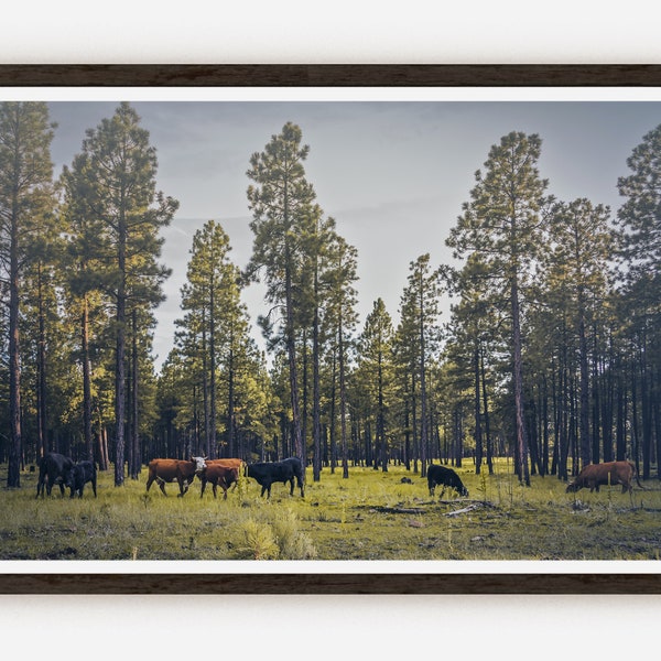 Kühe grasen auf dem offenen Bereich an Arizona es A1 Mountain Roads Grasland mit weidenden Kühen Tierfotografie Fine Art Print