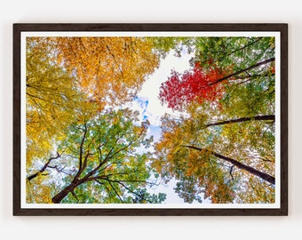 Vibrant autumn foliage in Allegheny national forest Photograph Wall Decor