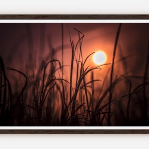 Gras Silhouette Wanddekoration Kunstfotografie Naturfotografie Orange Sonnenlicht Himmel.