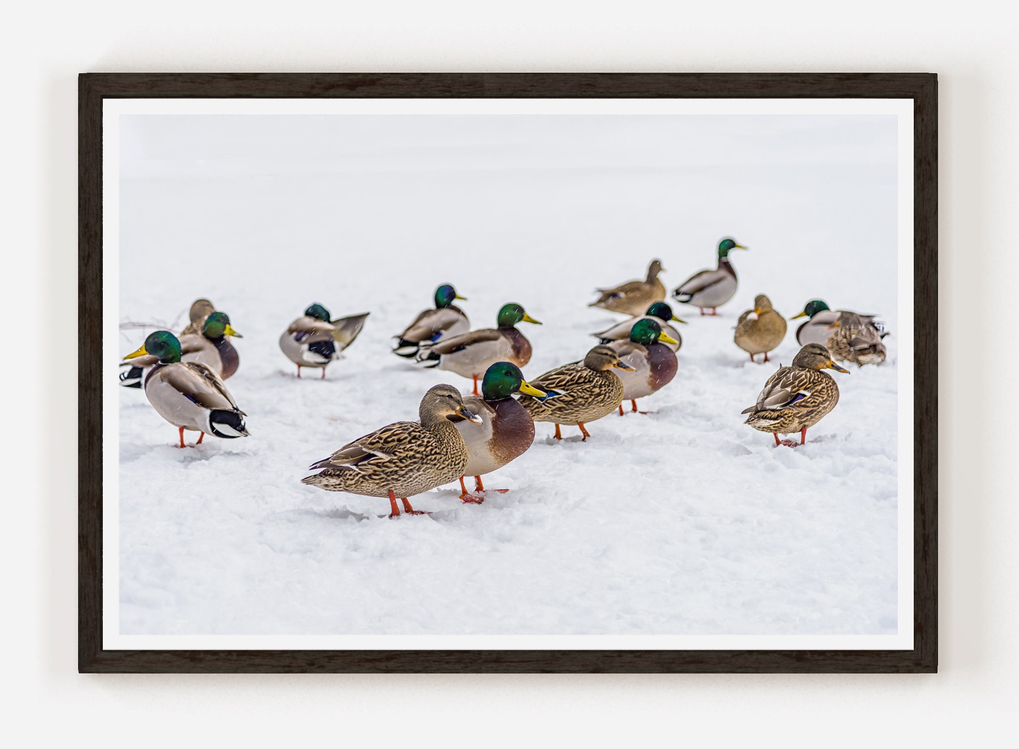 Foto Central Park Winter Ducks: NYC Snow Day muurkunst - Etsy België, image size:2101x1545