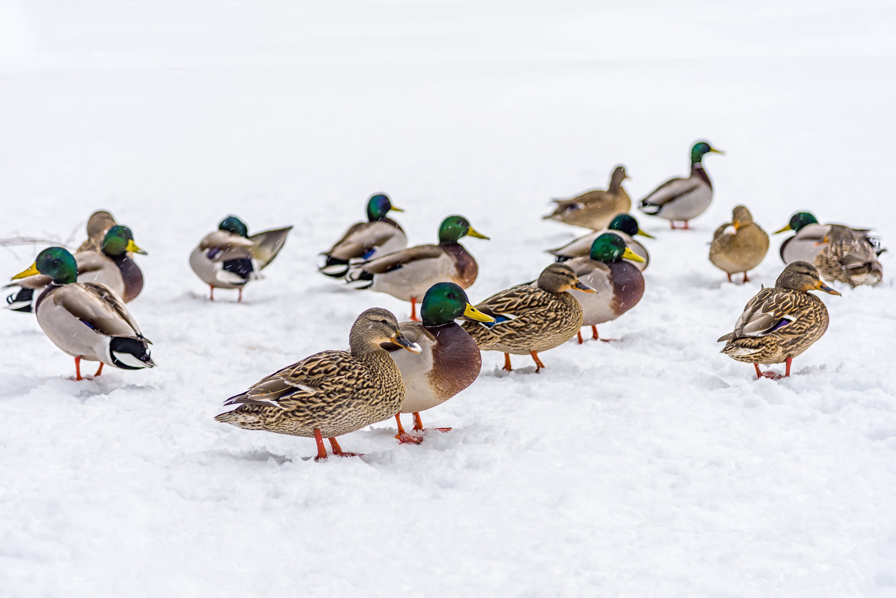 Foto Central Park Winter Ducks: NYC Snow Day muurkunst - Etsy België, image size:3000x2003