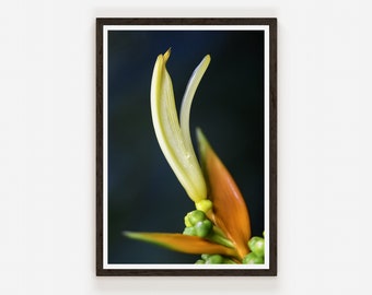 Heliconia Exotic Plant Fine Art Photo Print | Photography | Wall Decor.