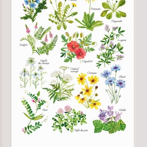 Grootformaat aquarel wilde bloemen poster, botanische illustratie, geschilderd herbarium, bloemenfoto poster, Moederdag kunstprint