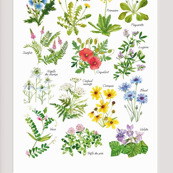 Affiche Fleurs Sauvages aquarelle grand format, Illustration Botanique, Herbier peint, Poster imagier floral, Impression art fête des mères