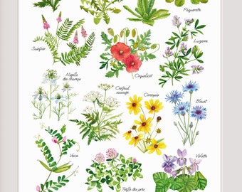 May include: A framed print showcasing watercolour illustrations of diverse wildflowers, such as blue cornflowers, dandelions, and poppies. The print is titled "Les Fleurs Sauvages" and is presented in a light wood frame, suitable for home decoration.