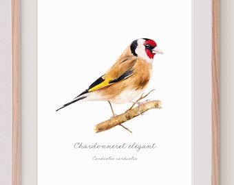 Elegant Goldfinch watercolor print, Garden bird illustration, Ornithology, Carduelis, Painting print, Art collection card